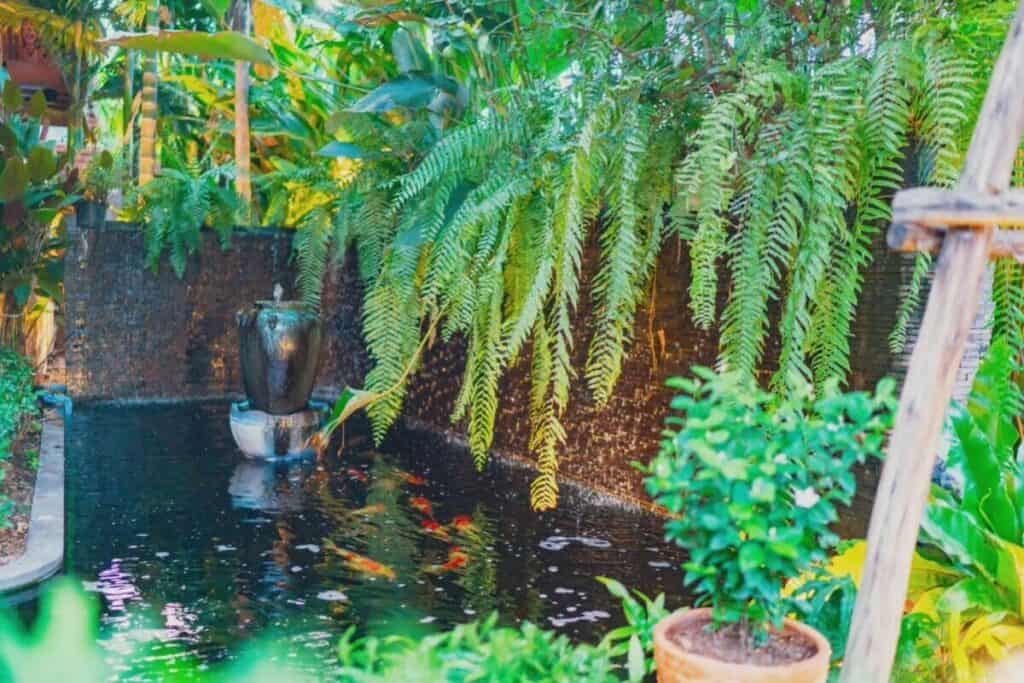 マッカスパ鯉の池庭園デザイン水の特徴